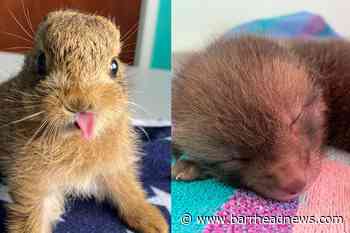 Spring brings 'baby boom' of tiny animals into RSPCA care - Barrhead News