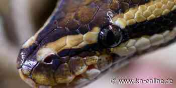 Zwei Meter langer Python in japanischer Großstadt auf der Flucht