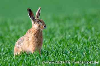 Internet amüsiert sich über „Festnahme“ von Osterhasen in Düsseldorf - Dattelner Morgenpost