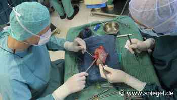 Festnahme nach mutmaßlichem Organhandel: Frau in Venezuela bietet Niere im Internet zum Verkauf an - DER SPIEGEL