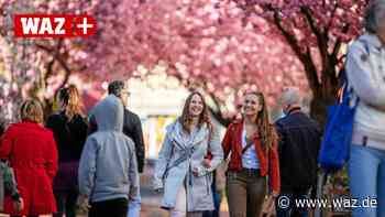 Fest in Witten-Annen: Schöner Spaziergang unter Kirschblüten - WAZ News