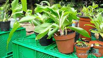 Naturschutzgruppe Witten lädt zur Pflanzentauschbörse - WAZ News