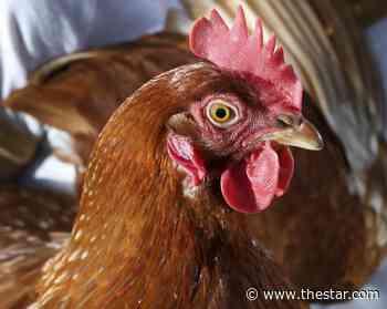 Bird flu cases confirmed in Markham, Chatham-Kent, Prince Edward County - Toronto Star