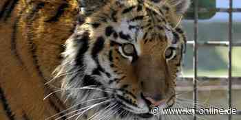 Tiger tötet Pfleger in Zoo in Indonesien