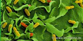 Skandal um keimbelastetes Essen in Hessen