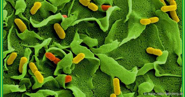 Toter durch Hygienemängel in Betrieb – «höchst belastend»