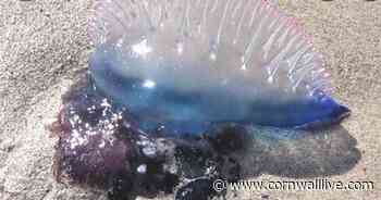 Portuguese man o' war are washing up on Cornwall beaches - Cornwall Live
