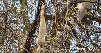 'Horrifying' strange object hanging from tree leaves people scratching their heads - Cornwall Live