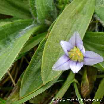 Sand Crocus “Romulea columnae”, an extremely rare flower found in Cornwall | cornish-times.co.uk - The Cornish Times