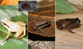 Six of the world's smallest FROGS are discovered in Mexico