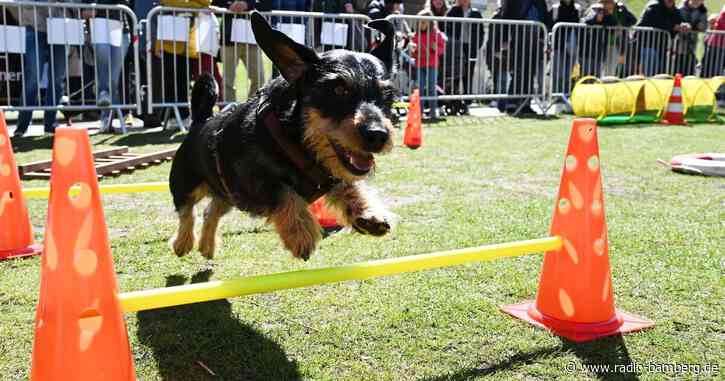 300 Dackel beim «Dackel-Day» im Olympiapark in München