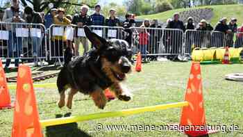 300 Dackel beim „Dackel-Day“ im Olympiapark in München