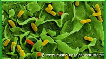 Toter durch Hygienemängel in Betrieb - „höchst belastend“