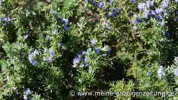Rosmarin anpflanzen: Das sollten Sie dabei beachten