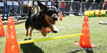 „Dackel-Day“ in München: 300 Hunde und ihre Besitzer treffen sich im Olympiapark