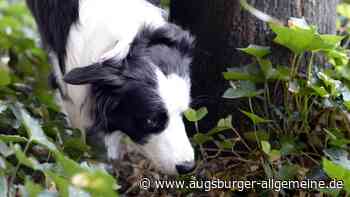 Senden: Spaziergängerin findet Hundeköder mit Nägeln in Senden | Illertisser Zeitung - Augsburger Allgemeine
