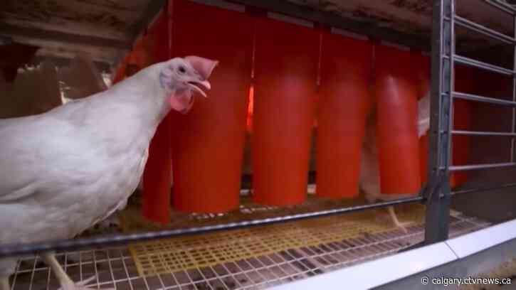Bird flu confirmed in additional poultry flocks in Alberta and Saskatchewan
