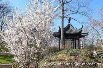 Knapp 250 Sonnenstunden im März in Mannheim - Mannheimer Morgen