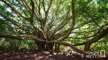 Get Inspired to Protect Our Planet this Earth Month with Movies and TV Shows from Disney