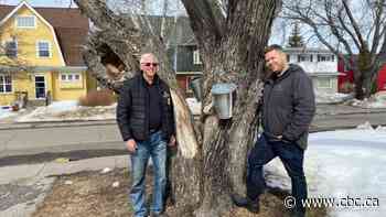 At-home maple syrup operations become a spring trend for Thunder Bay neighbours - CBC.ca