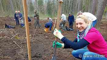 Wilde Kirschen und Weißtannen für ein grünes Saale-Holzland