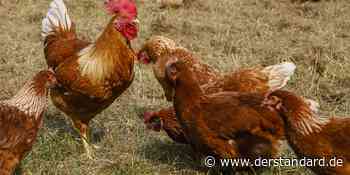 Älteste Überreste einer Eiermahlzeit nördlich der Alpen entdeckt - DER STANDARD