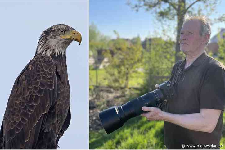 “Wie verwacht hier nu een Amerikaanse zeearend?” Vogelliefhebbers leggen “nieuwe dure attractie” vast op gevoelige plaat