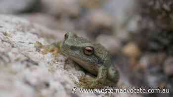 Endangered frogs jump back in the wild - Western Advocate