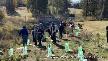Bathurst council urges people to report acts of environmental vandalism in Jaques Park - Western Advocate
