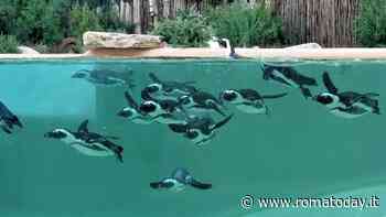 Pasquetta: in 13mila hanno scelto il Bioparco di Roma