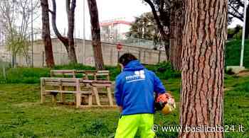 Matera, via libera al bando triennale per la manutenzione del verde - Basilicata24 - Basilicata24