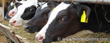 USask research to develop drought-tolerant forage, reduce heat stress