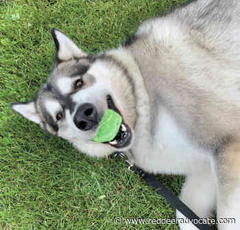 Pet industry embraces opportunities as owners return to work - Red Deer Advocate