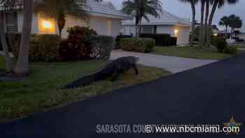 Large Alligator Saunters Through Florida Neighborhood