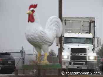Bird flu found in two Saskatchewan flocks
