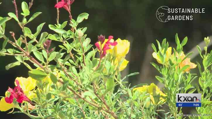 Earth Week: How to build a sustainable garden