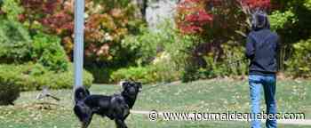 Au secours des animaux confinés de Shanghai
