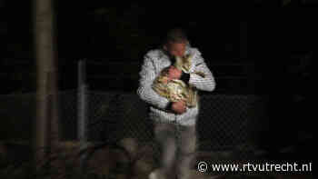 Ontsnapte servalkat houdt hulpdiensten in Eemnes uren bezig - RTV Utrecht