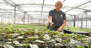 Lorient - À Lorient, les fleurs donnent le ton - Le Télégramme
