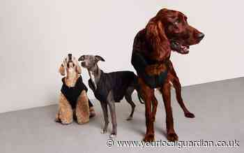 PrettyLittleThing launches collection of dog clothes, toys and more