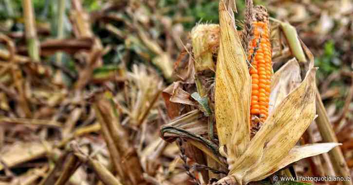 Guerra Russia-Ucraina, prezzi di gas e mais ai massimi da oltre 10 anni anche negli Stati Uniti