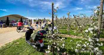 Bloesems en zomerse temperaturen doen toeristen genieten in Haspengouw - Het Laatste Nieuws