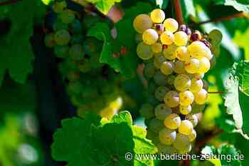 Weinbauverbände fordern ein Umdenken beim Biowein - Wirtschaft - Badische Zeitung