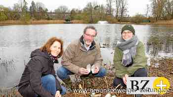 Nutria und Bisam knacken Muscheln an Braunschweigs Seen