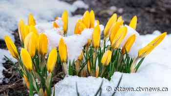 Here's when the spring snow is supposed to start in Ottawa - CTV News Ottawa