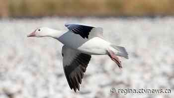 Sask. confirms avian flu in poultry flocks