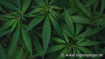 73 Pflanzen entdeckte die Polizei – „für den Eigengebrauch": Nächtlicher Beziehungsstreit offenbart Cannabisplantage in Berlin-Karow - Berlin - Tagesspiegel