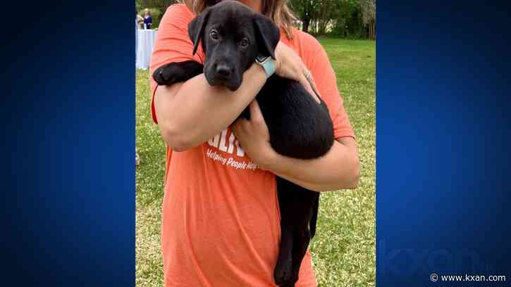 'We're desperate': Austin Pets Alive! waives puppy fees amid capacity spike
