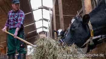Essen & Trinken - Toppenstedt - Junge Landwirte aus dem Norden produzieren Heumilch - Gesellschaft - Süddeutsche Zeitung - SZ.de