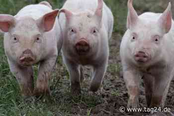 Können wir bald Fleisch essen, ohne Tiere zu töten? - TAG24